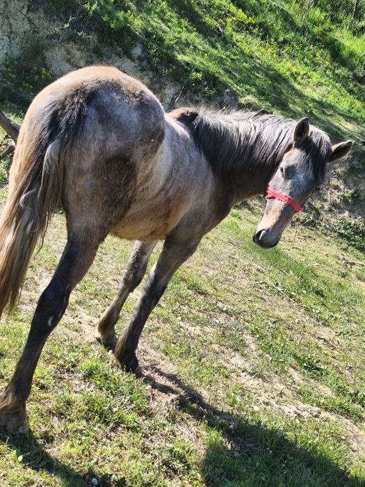Vând o mânză și un mânz
