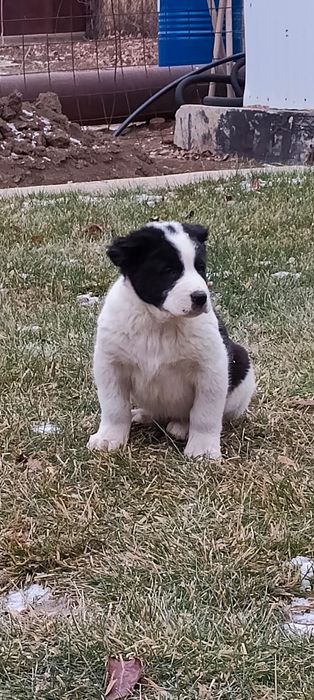 Продам щенков Алабая