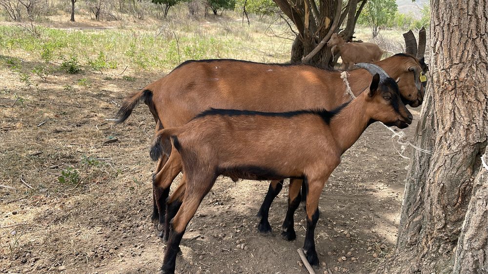 Сауын ешкі коз чешский