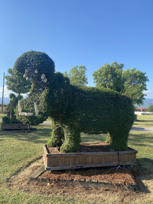 Plante aduse la comandăl