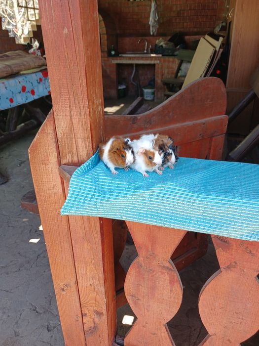 Pui de porcușori de Guineea frezati si cu parul drept