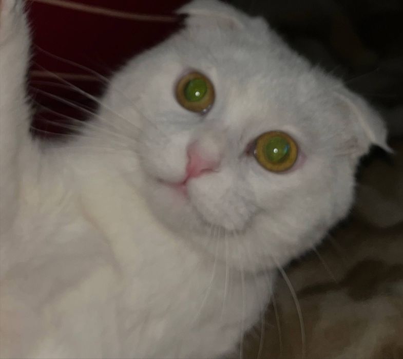 Скоттиш фолд (девочка)