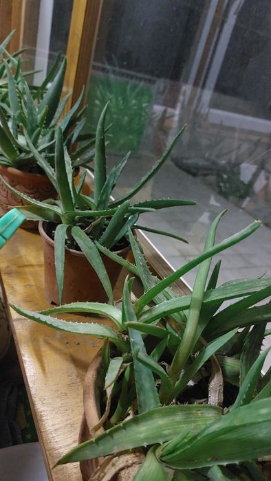 Алое вера лечебный