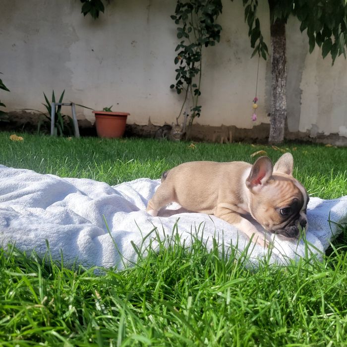 Bulldog francez fetite si baieti