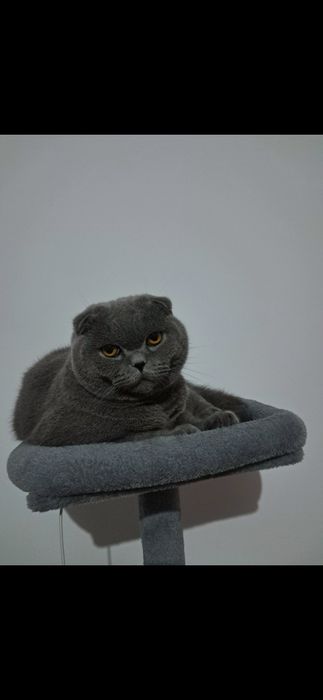 Motan scottish fold