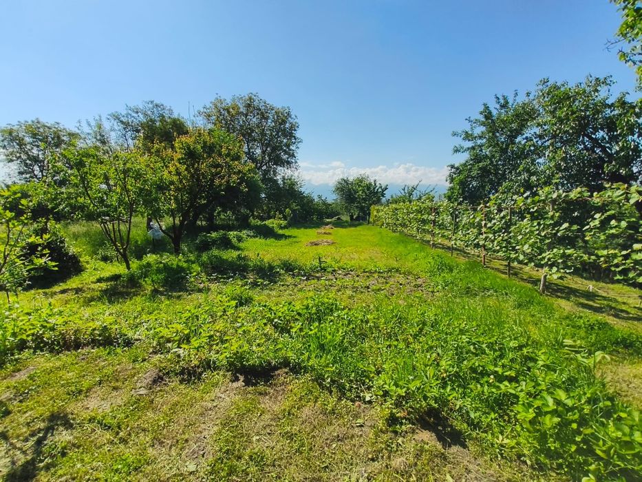 Casă cu grădină roditoare și teren 3000 m² de vânzare – Săcădate, Sibiu / House with Garden and 3000 m² Land for Sale – Săcădate, Sibiu