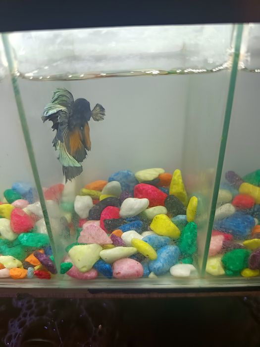 4 dona Betta, Petushok (Siyam jangchi) + Bo‘lingan akvarium | Tayyor t