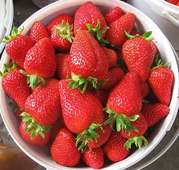 Продам рассаду клубники Мурано