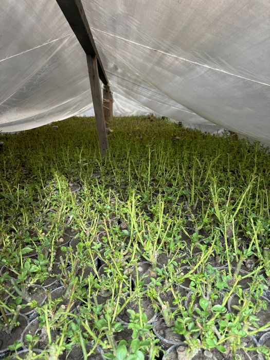 Роза, Виноград Саженцы