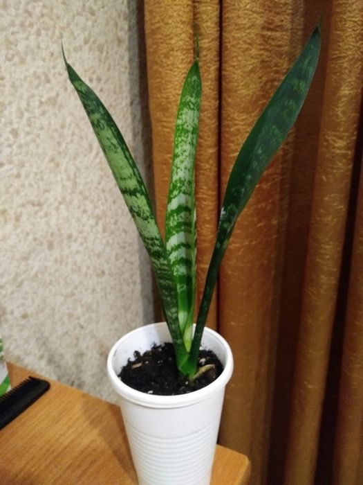 Сансевиерия. Продам