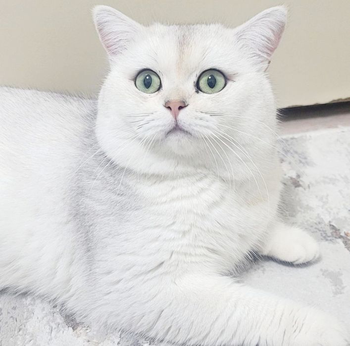 "Вязка" чистокровный Британский Шиншила $65