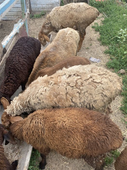 Продам баранов