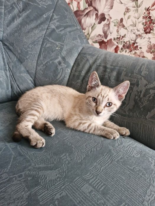 Котёнок  в добрые руки