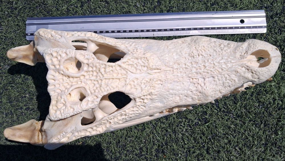 Последна оферта! Челюст КРОКОДИЛ с Документ за притежание по CITES