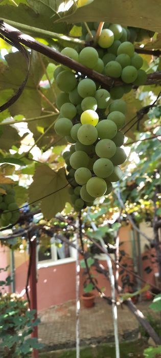 Struguri vin - Bistrita