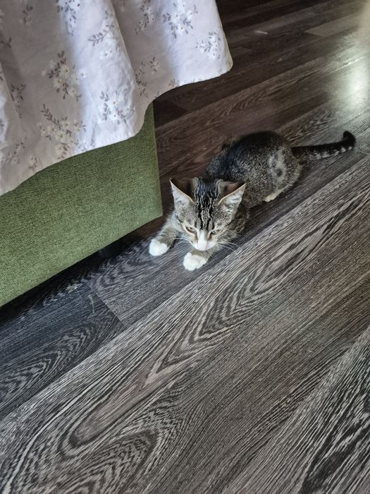 Срочно отдам котёнка!