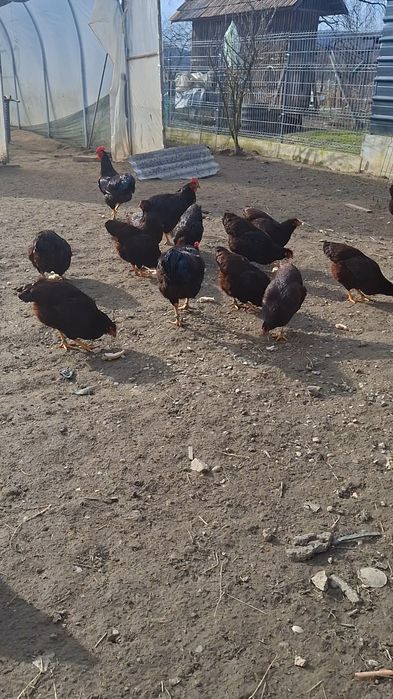 Ouă pentru incubat.