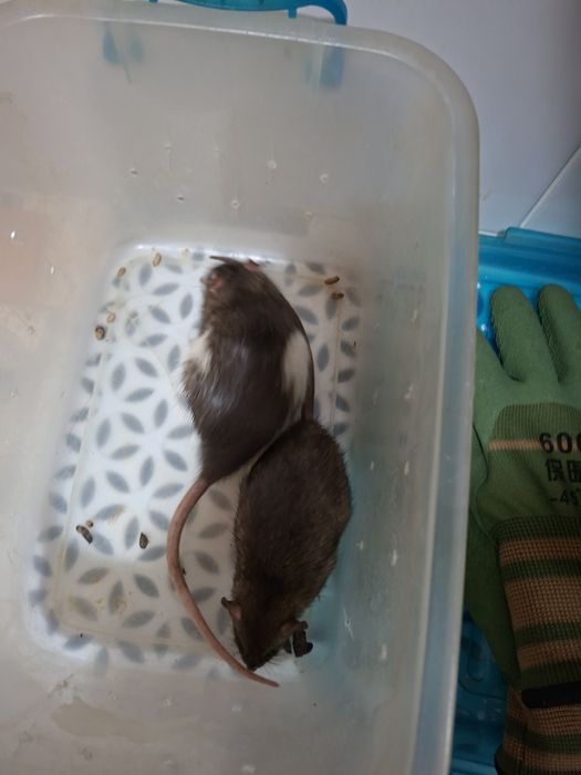 Крысы отдам в хорошие руки