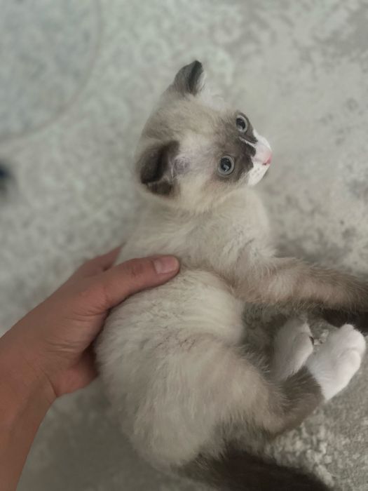 Котенок метис  рэгдолла продаю