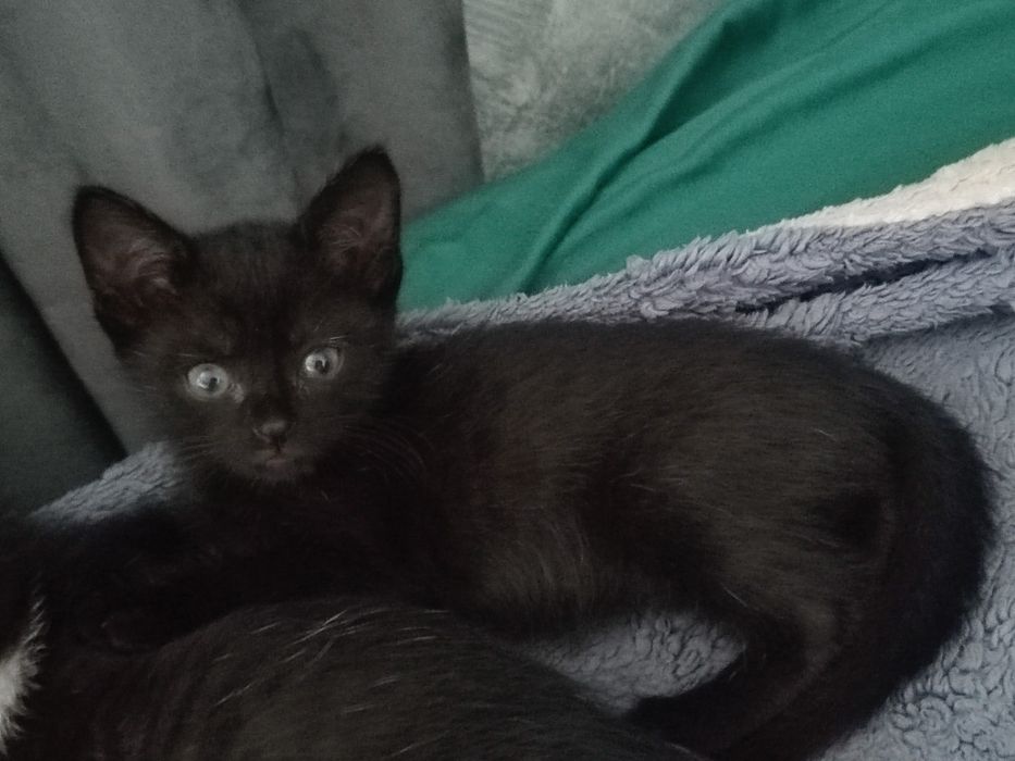 Отдадим котят-бесплатно