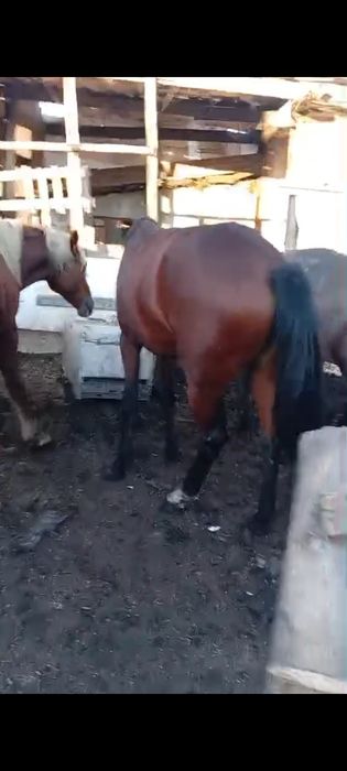 Продам коней с откорма