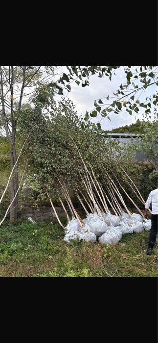 Plante ornamentale la preturi imbatabile