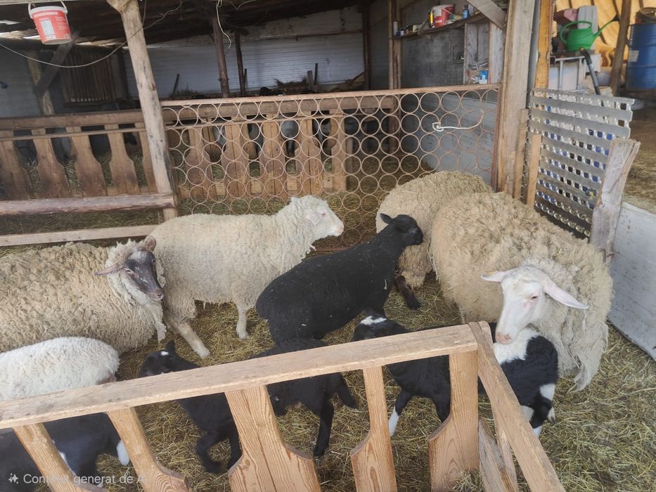 Oi mioare cu miei (toate sunt mieluțe) metis dorper