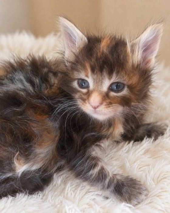 Pui de Maine Coon