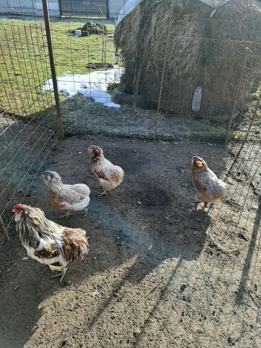 Găini și cocoși  Araucana