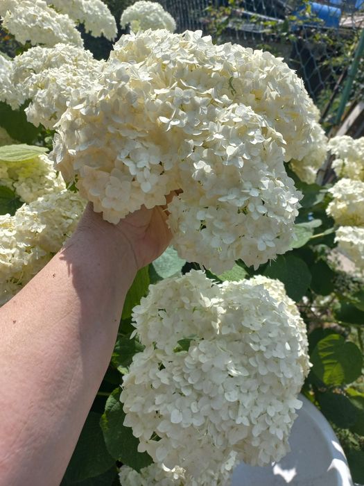 Продам гортензию на срез