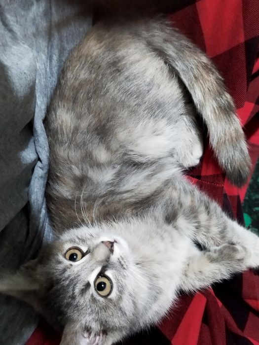 котята ищут дом!!