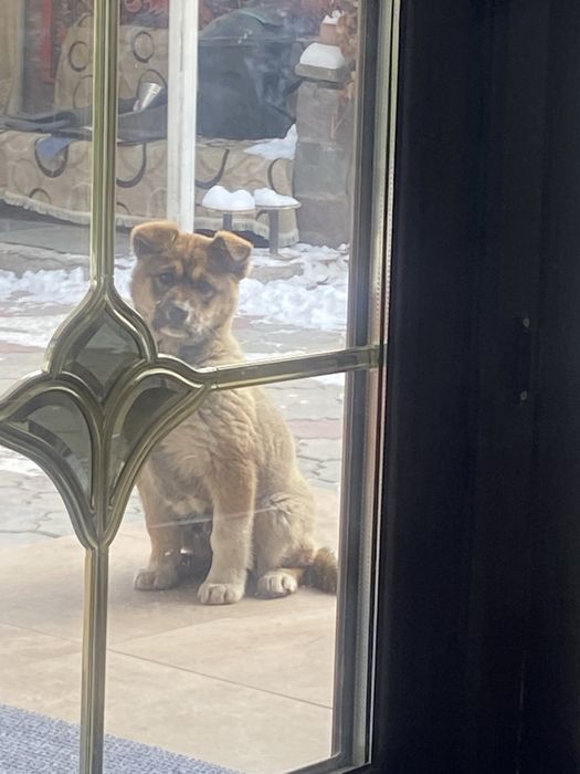 Красивая ласковая собачка