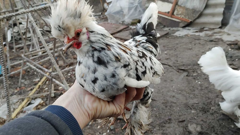 Япон хурозча бор сотувда