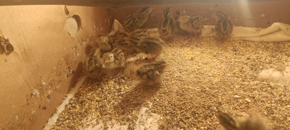 Италия бедоналари