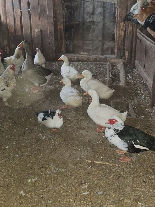 Vând sau schimb cu gaini