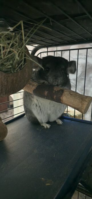 Vând chinchilla!