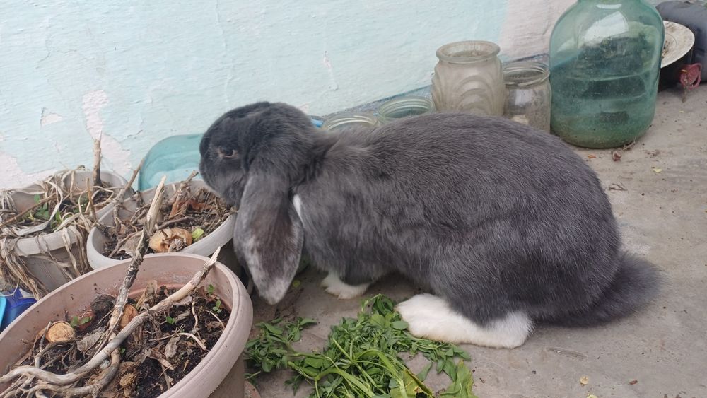 Продам кролиху и крола