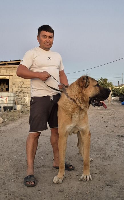 Продаётся супер тяж огромный кобель