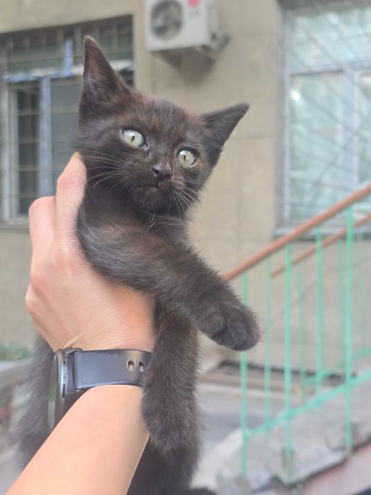 Котята и мама кошечка