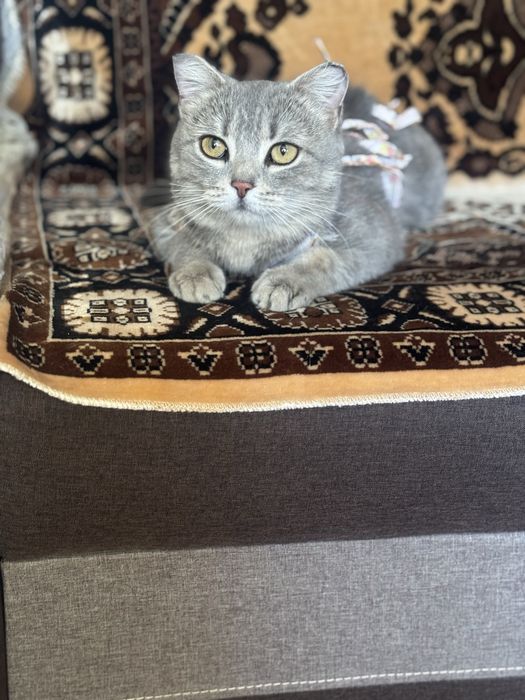 Кошки Аксу бесплатно