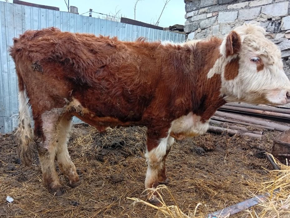 Продам бычка. Каз.белоголовый.