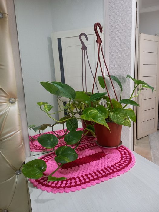 Комнатние растения