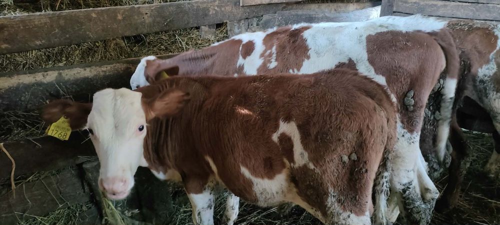 Vând 6 tăurași bălțată românească