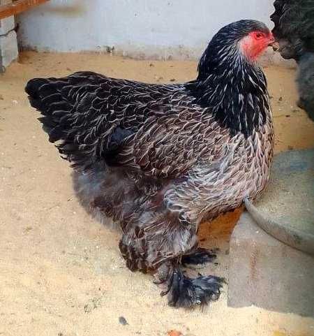 Брама тёмный пух точкалик жужалар сотилади.