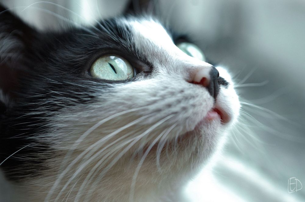 Nikon D70s фотоапарат + два обектива и аксесоари Никон