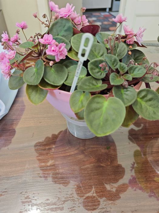 Продаются цветы - Фиалки