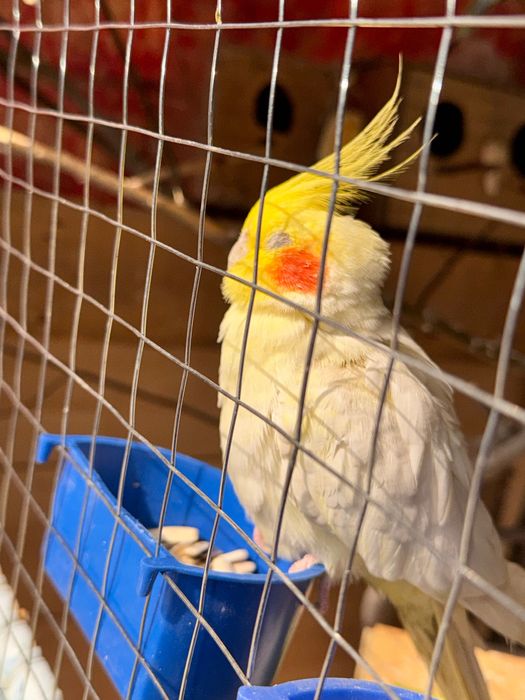 Корелла_Самка (мода-ургочи)