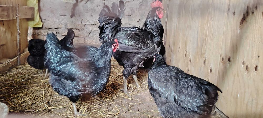 Gigan qora shaxzoda tuxumlari, jojalari sotiladi. Urganchda