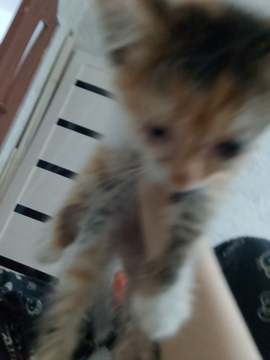 Срочно отдаю котенка в добрые руки