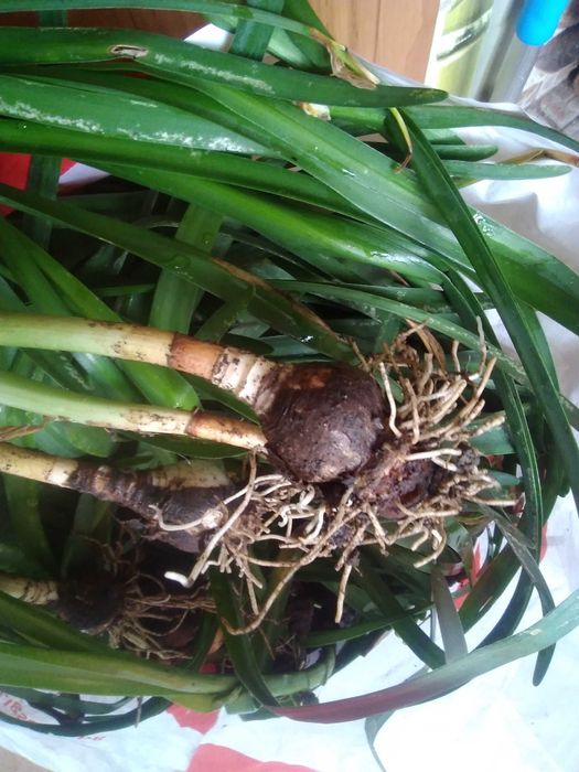 Луковици блатно кокиче, цели растения